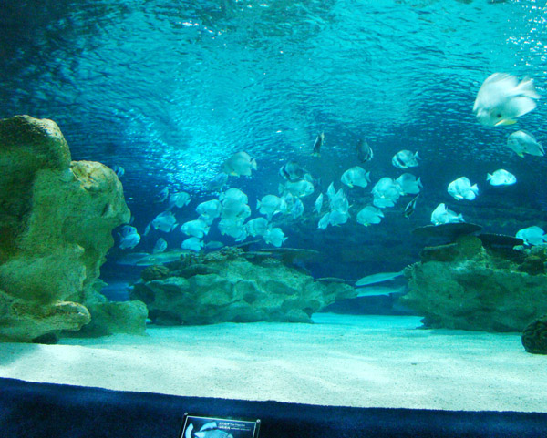 海洋馆园燕类群鱼